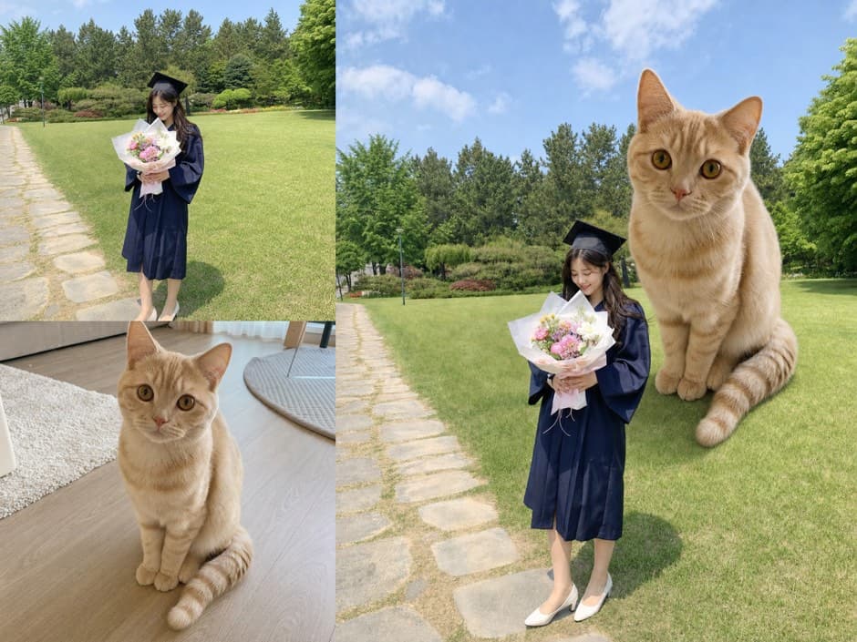 왕큰 고먐미 입력 사진과 결과 예시